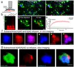 beta Amyloid Antibody in Immunohistochemistry (PFA fixed) (IHC (PFA))