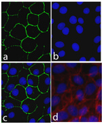 Connexin 30 Recombinant Rabbit Monoclonal Antibody (16H9L8)