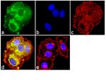 HK2 Antibody in Immunocytochemistry (ICC/IF)