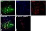 HK2 Antibody in Immunocytochemistry (ICC/IF)