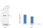 HK2 Antibody in Western Blot (WB)