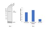 HK2 Antibody