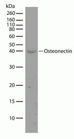 SPARC Antibody in Western Blot (WB)