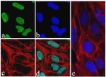c-Myc Recombinant Rabbit Monoclonal Antibody (27H46L35)