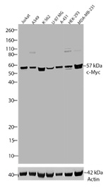 c-Myc Antibody in Western Blot (WB)