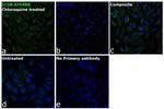 LC3B Antibody