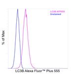 LC3B Antibody in Flow Cytometry (Flow)