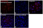 LC3B Antibody