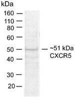CXCR5 Antibody in Western Blot (WB)