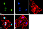 JNK1 Recombinant Rabbit Monoclonal Antibody (2H15L8)