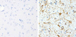 Phospho-Tau (Thr231) Antibody in Immunohistochemistry (Paraffin) (IHC (P))