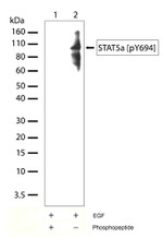 Phospho-STAT5 alpha (Tyr694) Antibody in Western Blot (WB)