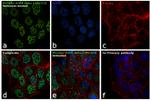 Phospho-AMPK alpha-1,2 (Thr183, Thr172) Recombinant Rabbit Monoclonal Antibody (10H2L20)