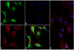 PRAS40 Antibody in Immunocytochemistry (ICC/IF)