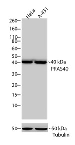 PRAS40 Antibody in Western Blot (WB)