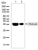 PRAS40 Antibody in Western Blot (WB)
