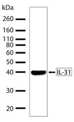 IL-31 Recombinant Rabbit Monoclonal Antibody (15H15L3)