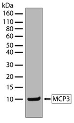 MCP-3 Recombinant Rabbit Monoclonal Antibody (3H1L3)