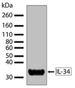 IL-34 Recombinant Rabbit Monoclonal Antibody (2H3L6)