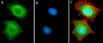 NAMPT Antibody in Immunocytochemistry (ICC/IF)