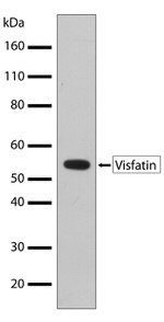 NAMPT Antibody in Western Blot (WB)