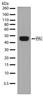 PAI1 Antibody in Western Blot (WB)