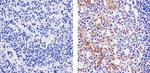 CCL3 Recombinant Rabbit Monoclonal Antibody (1H20L19)