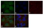 STAT5 beta Recombinant Rabbit Monoclonal Antibody (13H20L4)