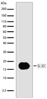 IL-33 Recombinant Rabbit Monoclonal Antibody (1H1L9)