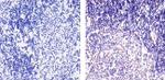 CXCL9 Antibody in Immunohistochemistry (Paraffin) (IHC (P))