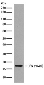 IFN gamma Antibody in Western Blot (WB)
