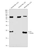 IL-10 Recombinant Rabbit Monoclonal Antibody (1H1L7)