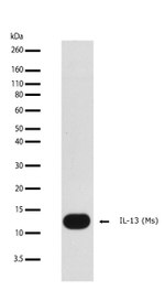IL-13 Recombinant Rabbit Monoclonal Antibody (21H6H5)