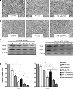VEGF Antibody in Western Blot (WB)
