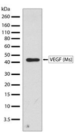 VEGF Antibody in Western Blot (WB)
