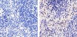 CXCL2 Recombinant Rabbit Monoclonal Antibody (16H3L10)