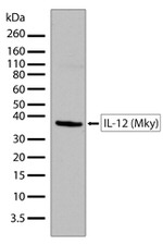 IL-12 p35 Recombinant Rabbit Monoclonal Antibody (2H6L2)