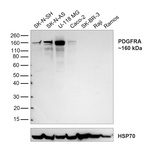 PDGFRA Antibody