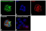 Nucleostemin Antibody in Immunocytochemistry (ICC/IF)