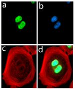 FABP4 Recombinant Rabbit Monoclonal Antibody (2H3L2)
