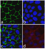 Occludin Recombinant Rabbit Monoclonal Antibody (6H10L9)