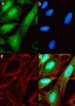 Metadherin Antibody in Immunocytochemistry (ICC/IF)