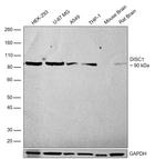 DISC1 Recombinant Rabbit Monoclonal Antibody (4H21L1)