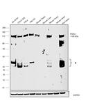 PIWIL1 Antibody in Western Blot (WB)