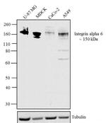 CD49f Recombinant Rabbit Monoclonal Antibody (5H14L18)