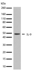 IL-9 Recombinant Rabbit Monoclonal Antibody (2H14L3)
