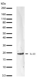 IL-23 p19 Recombinant Rabbit Monoclonal Antibody (26H20L23)