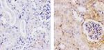 beta-2 Microglobulin Recombinant Rabbit Monoclonal Antibody (4H5L6)