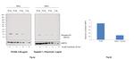 Phospho-Histone H3 (Ser10) Antibody in Western Blot (WB)