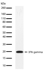 IFN gamma Antibody in Western Blot (WB)
